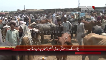 Peshawar- Cattle Mandi Open in Ring Road