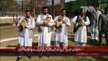 Rawalpindi- Bengal Tiger Four Child Birth