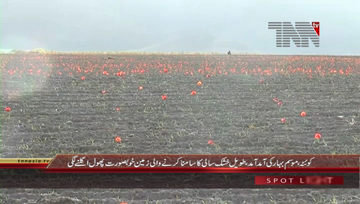 Quetta- Spring Seasons Starts