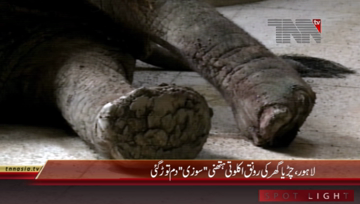 Lahore- Zoo's beloved elephant 'Suzi' dies 