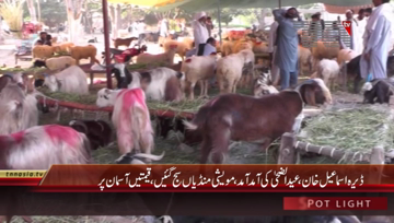 Dera Ismail Khan- Cattle Market, Prices Hike
