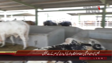 Faisalabad- Cattle Market Activities
