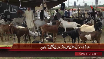 Islamabad- Animals' prices high in Cattle Market