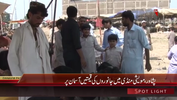 PESHAWAR Small Animals Cattle Market 