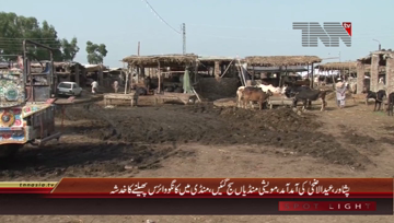Peshawar- Cattle Market, Congo Virus Issue
