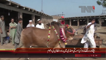 Peshawar- Sultan In Cattle Market
