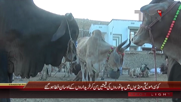 Quetta- Eid-ul-Adha, Cattle Markets in different areas

