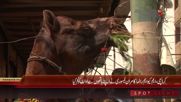 Karachi- Kamran Tessori Camel sacrifice