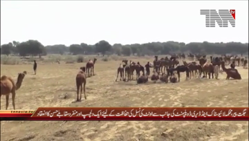 Jagit Pir- Camel Beauty Contest