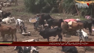 Islamabad- Eid-ul-Adha, Animal's prices high in Cattle Market

