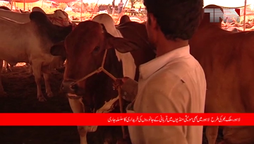 Lahore- Eid-ul-Adha, Cattle Markets in different areas

