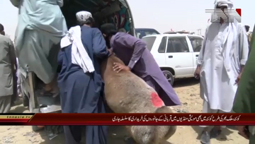 Quetta- Eid ul Adha Prepartion