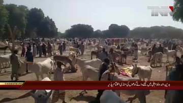 Badin- Donkey festival
