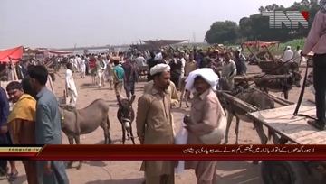 Lahore- Donkey Markit