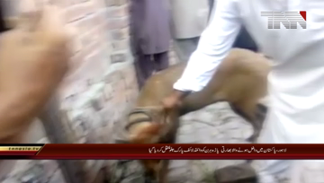 Lahore-.Swamp.deer.caught.in.Lahore.transferred.to.Jallo.Park.