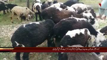 Quetta- Hut Making Art