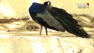 Sindh- 600 Peacock killed Tharparkar in past 2 months
Karachi-Minister of Municipality Visit MDA