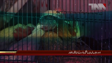 Lahore- E-Tagging Wildlife