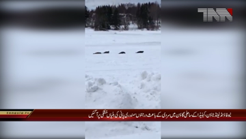 Ottawa- stranded seals removed after causing havoc in Newfoundland town