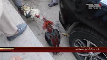 Peshawer- Rooster Fight