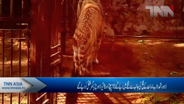 Lahore- Zoo Management Provide Healthy Diet to Lonies