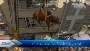 Karachi- Cow Lifted by Crane from roof in Nazimabad