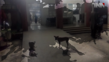 Karachi- Dog-bite cases increased in Sindh