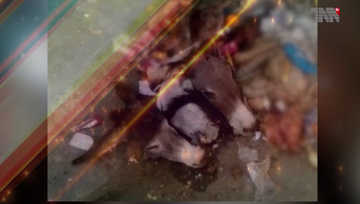 Karachi- Slaughtered donkey heads and accessories recovered, Citizens were worried