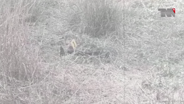 Lahore- Boy found dead inside lions cage at Safari Park Lahore