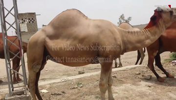 Karachi- Camel Ban says that due to corona virus, lockdown has caused severe economic hardship.