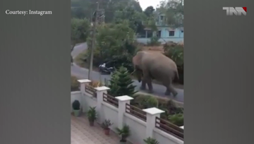 Karachi- Lockdown, people trapped in houses, animals walk on the roads 