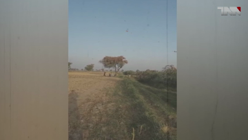 Karachi- Locust attack in different areas in Pakistan