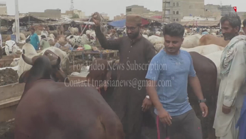 Karachi- Cattle market traders say business has been severely affected this year due to Corona 