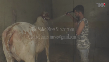 Karachi- Livestock service continues in City