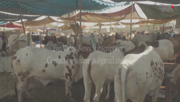 Karachi- Public Rush in Cattle Markets