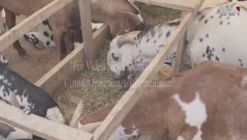 Karachi- Sindh govt imposes ban to collect animal hides without permission of Commissioners