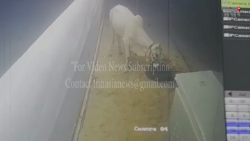 Karachi- Stray dogs attack sacrificial goat, goat seriously injured