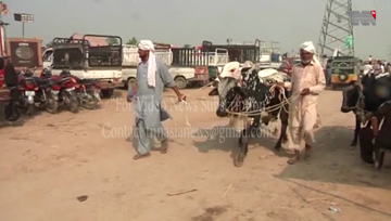 Karachi, Sindh Local Government Department issues notification regarding sacrifice