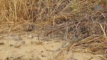 Karachi- Punjab, Sindh, Khyber Pakhtunkhwa declared locust free