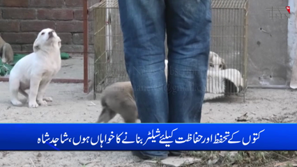 Lahore- I want to build a shelter for the protection and safety of dogs, says Sajid Ali Shah