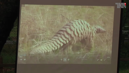 Islamabad- illegal smuggling of Indian pangolins must be stopped, WWF 