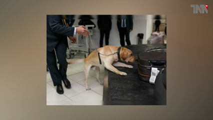 Islamabad: It has been decided to keep sniffer dogs to identify corona patients 