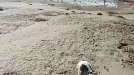 Quetta- Rains and hailstorms wreak havoc, killing more than 500 cattle