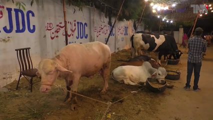 A large number of camels from abroad including Turkey reached Karachi for sacrifice