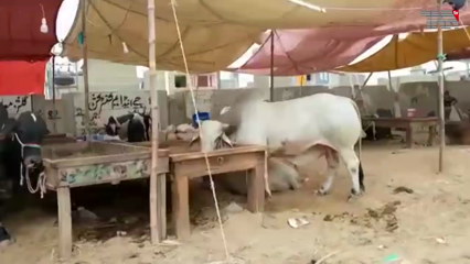 Islamabad- Vaccination mandatory for staff, traders at Eidul Azha cattle markets: NCOC 