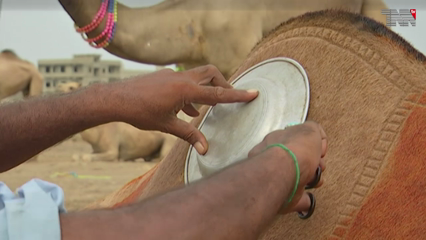 Karachi- Beautiful carvings on camel bodies are a testament to the hard work of artisans 