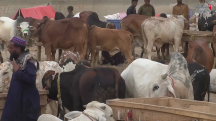 Karachi- More than 85,000 animals reach Karachi’s cattle market for Eid