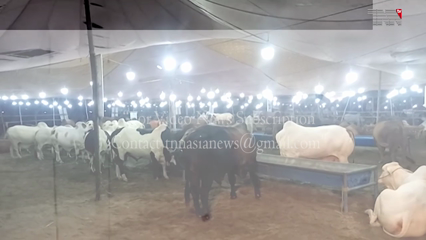Lahore- Significant increase in prices of sacrificial animals in a cattle market