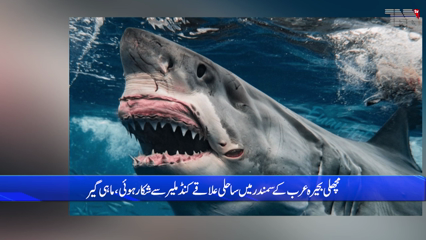 Karachi - The goddess of fortune was kind to the fishermen, a 200 kg shark was caught